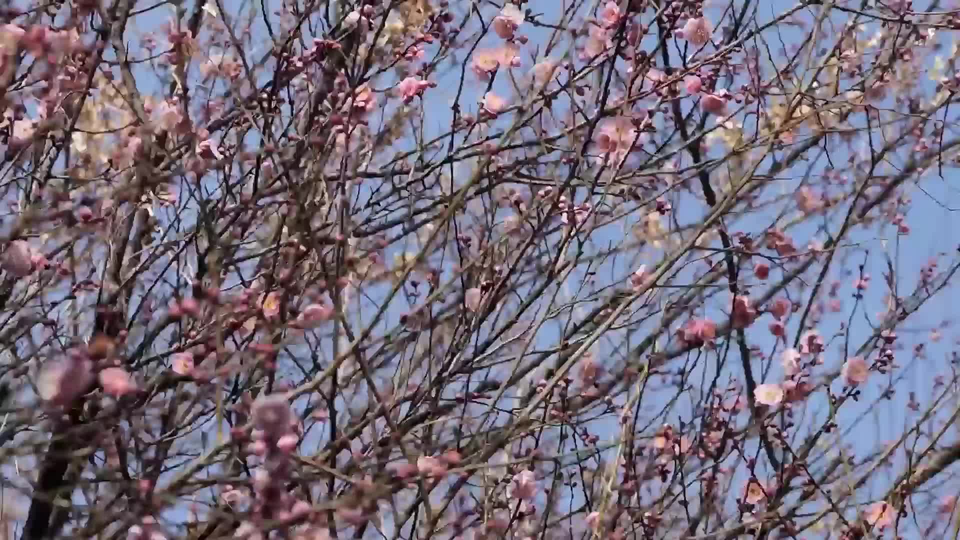 純系ラビリンス エロ 